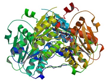 l'enzyme CBS (cystathionine beta-synthase)
